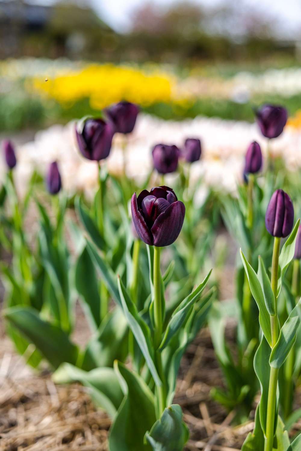 Tulipan 'Queen of Night'